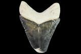 Fossil Megalodon Tooth - Florida #108414-1